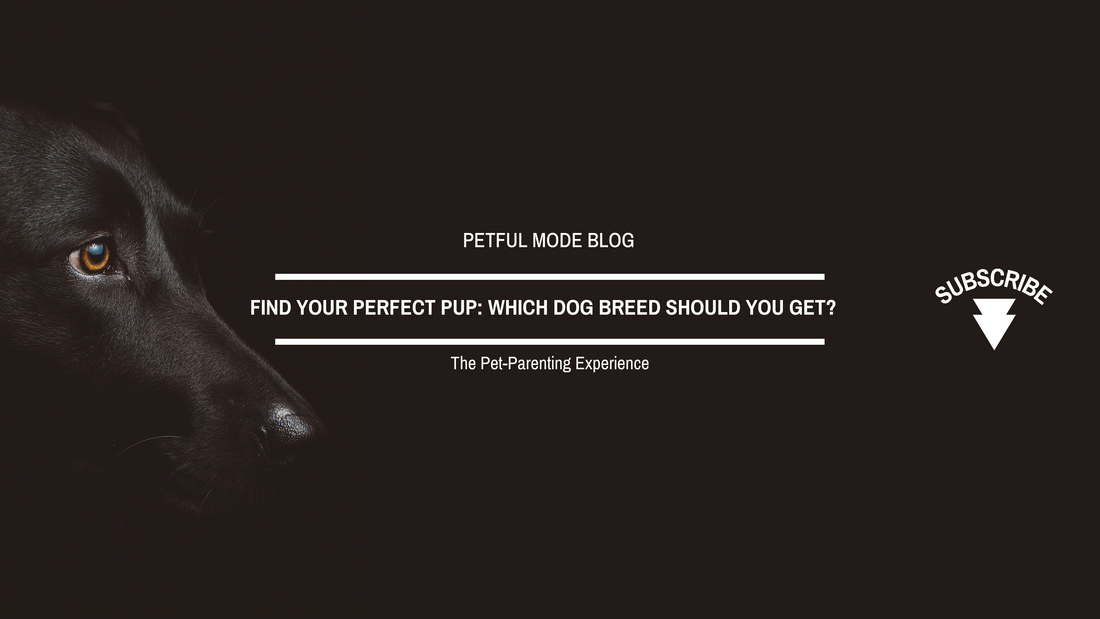 Find Your Perfect Pup: Which Dog Breed Should You Get? - Petful Mode