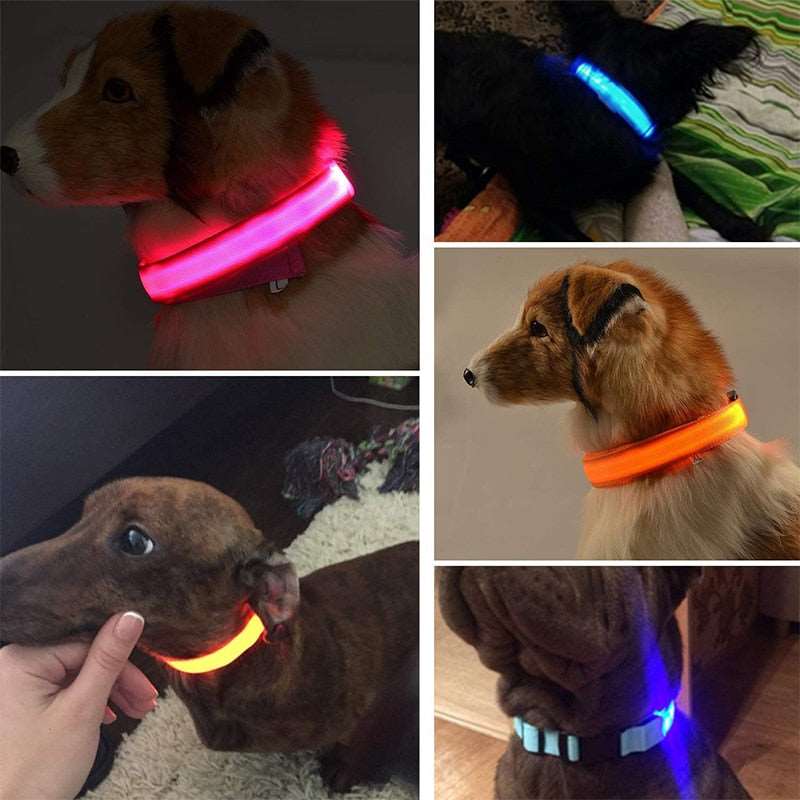 LED Dog Collar - Petful Mode