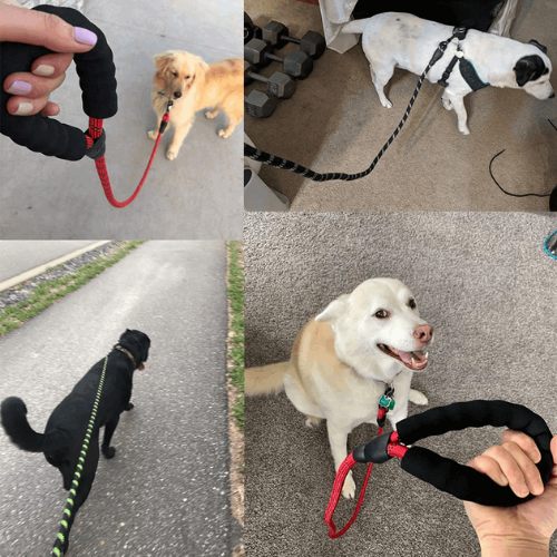 Premium Nylon Pet Dog Reflective Walking Leash - Petful Mode